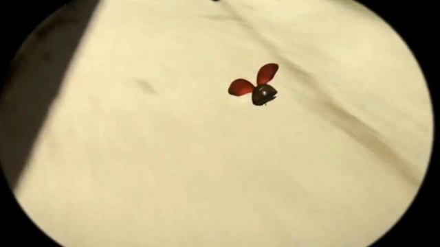 Божья коровка и осы смотреть онлайн