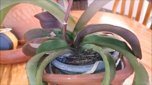 Asconopsis Irene Dobkin уход и содержание от Елены Шиловой