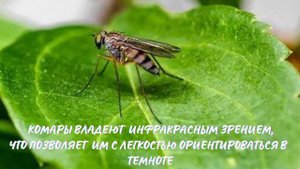Комары. Интересно знать
