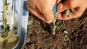 Окулировка роз. Прививка почки розы на шиповник.