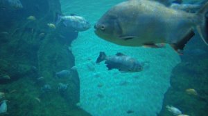 Приморский океанариум. г. Владивосток 2021 г.