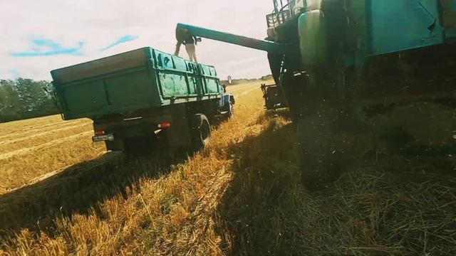 Подбор зерносмеси, урожай 22 года, два Енисея с подборщиками, зил130 возит зерносмесь/))))) смотреть онлайн
