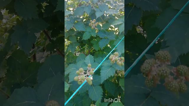 Ежевика в саду, мои три сорта смотреть онлайн