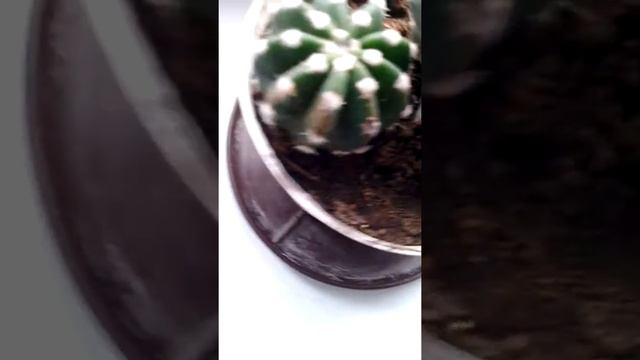 Мои комнатные растения и кактусы смотреть онлайн