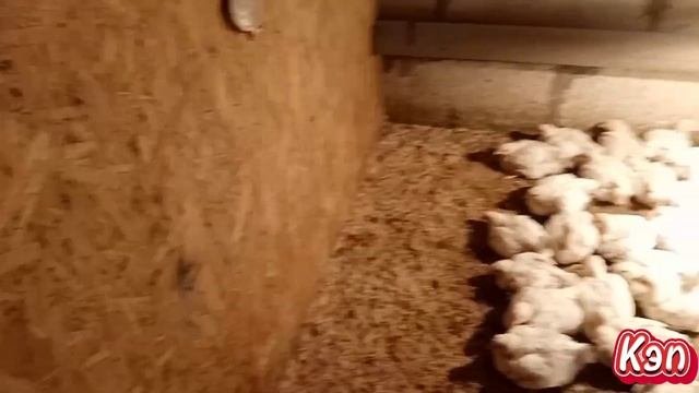 Какой должен быть вес бройлеров в 24 дня?