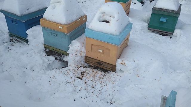 Карника в Сибири. Зимовка 22-23 заканчивается. Первые мартовские облеты. смотреть онлайн