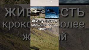 Крокодил против Косатки .КТО СИЛЬНЕЕ?