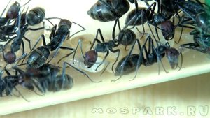 Муравьи Camponotus singularis - Добродушные гиганты муравьиного мира