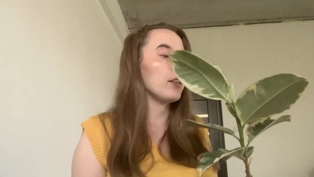 ФІКУСИ Колекція / Фикус Лирата /Обзор растений