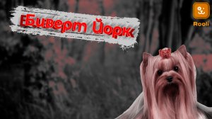 Бивер-Йорк: Милый и Энергичный Поводырь в Мире Породы