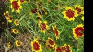 Гайлардия садовая семейство астровые
