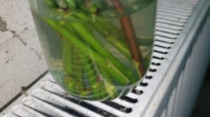 Способы укоренения черенков ежевики.