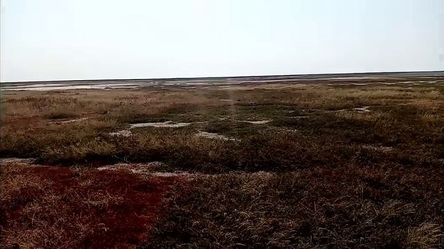 МОЩНО ЧИСТИТ ПОЧКИ, ВЫТЯГИВАЕТ ЖИР И ЛИШНЮЮ ЖИДКОСТЬ - ОТЁКИ 29.09.2020 г. смотреть онлайн