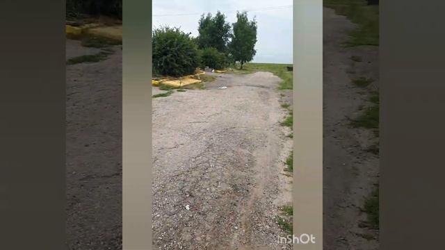 #Бабочка_Капустница/нашевствие/Капустница /или белянка капустная/дневная бабочка/ смотреть онлайн