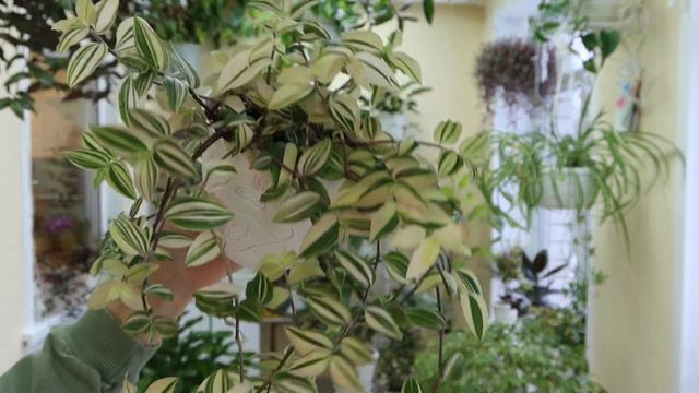 Традесканции - выращивание и черенкование. Обзор моих традесканций!