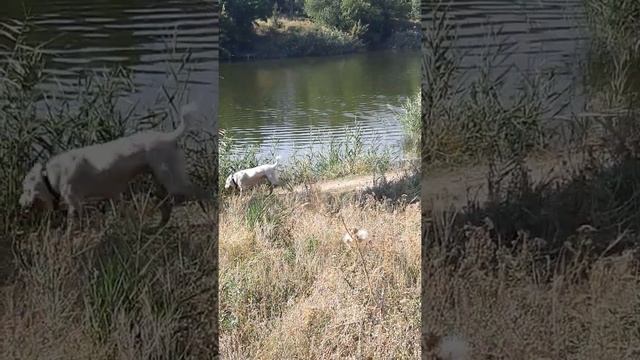 СРЕДНЕ АЗИАТСКАЯ ОВЧАРКА смотреть онлайн