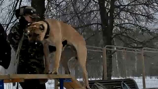 Кинологи в Москве. Дрессировка собак ОПК ВИКИНГ смотреть онлайн