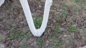 ОГРОМНАЯ ЧЕРЕШНЯ. СПАСАЕМ ОТ ВИШНЁВОЙ МУХИ,