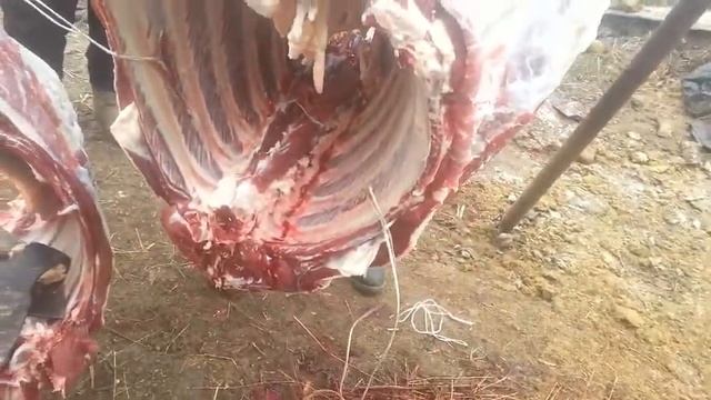 Как правильно делить тушу быка