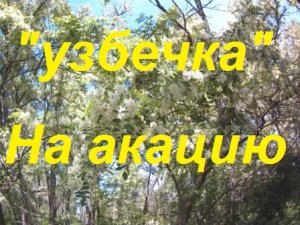 Пчелопакет_Узбечка_часть-1.Тестируем.Развиваем Пакеты Александра Даг ОПФ на  Белую акацию.