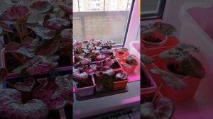 2я Пересадка цикламенов с общей теплички.