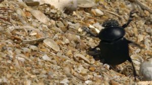 Жук-скарабей (Scarabaeus sacer) - Scarab Beetle | Film Studio Aves