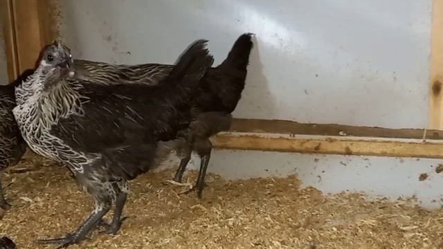 Выходной в деревне ) смотреть онлайн