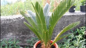 Новые листочки ровные и красивые, как из магазина. Цикас. Комнатные цветы. __Валентина Земскова.