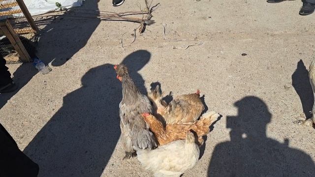 26.03.2023 Сарыагаш Жибек жолы птичий рынок. Куры, петухи, цыплята. смотреть онлайн