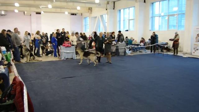 Показ на выставке порода вео в классе промежуточный смотреть онлайн