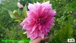 Эти Георгины меня разочаровали. Ожидание/реальность.