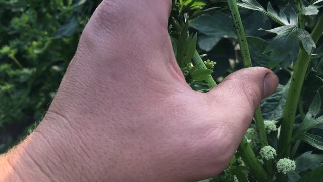 Актоцид - применение против тли . ТЛЯ БОИТСЯ ЭТОГО КАК ОГНЯ! Биопрепарат от тли смотреть онлайн