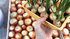 Выращивание зеленого лука. Два способа посадки