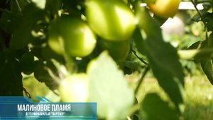 Томат Малиновое пламя Урожайный и вкусный