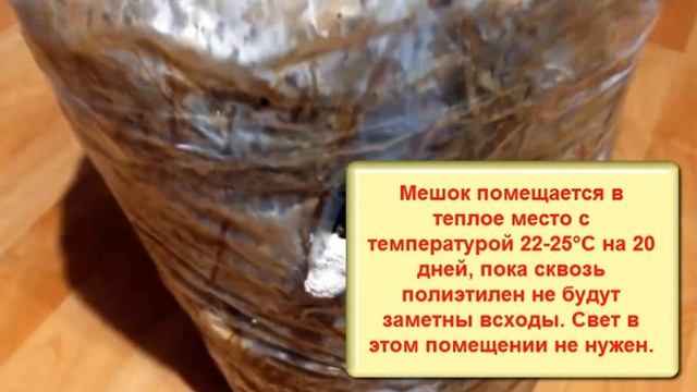 Как выращивать вешенки дома без мицелия из покупных грибов