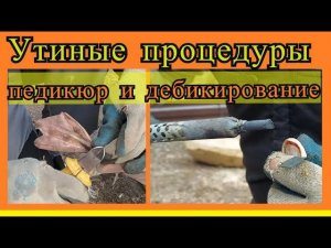 УТКА МУЛАРД. Переезд, педикюр, дебикирование.
