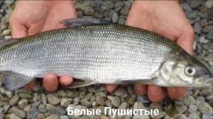 ПЕЛЯДЬ?/Рыбы/Животные/Интересные факты