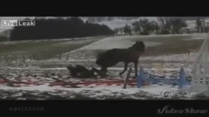 Молниеносные Удары Копытами