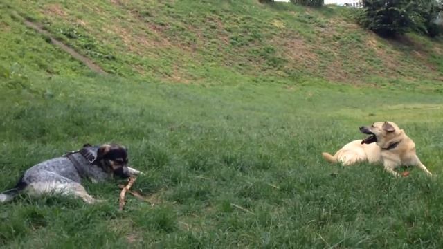 Мячики, палочки, собачки, травка зеленеет, солнышко блестит! смотреть онлайн