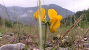 2017_05_30_ПЛАСТУНКА_СОЧИ.mp4