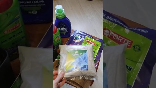 гортензия мисс Саори, начало? смотреть онлайн