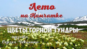Камчатка Цветы горной тундры