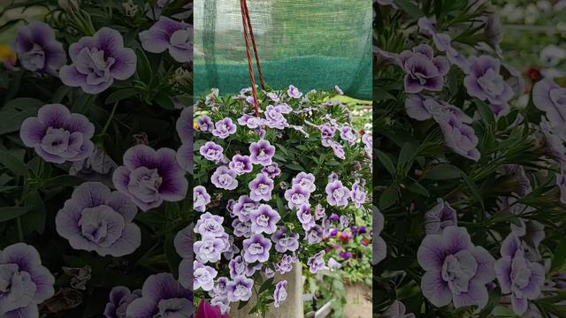 Ампельная гвоздика и калибрахоа лавендер тастик. смотреть онлайн