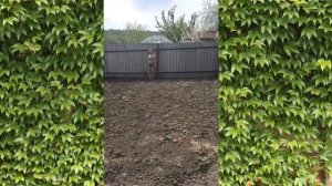 Я сегодня шла за картошкой в огород