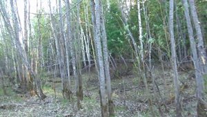 Одиночный поход в лес с ночевкой. Часть I.