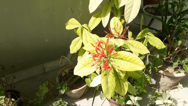 Variegated Hibiscus plants # Snow Queen # Evergreen plant Hibiscus plant смотреть онлайн