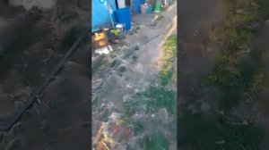 Как правильно сажать картошку