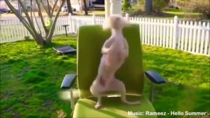 Танцующие зверьки