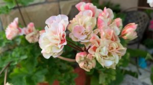 Аелеонора Аквитанская🌺пеларгония