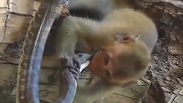 обезьяна и змея. monkey and snake. #animals